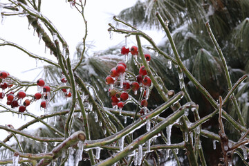 red berries in snow