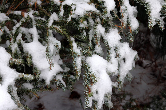 snow covered tree