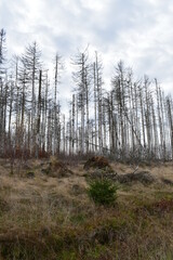 Harz-Wald-Wanderung-Natur-Herbst-Winter-Waldwege-Berge-Bad Harzburg