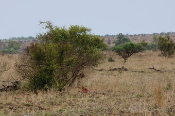 Fototapeta premium Cheeta's a moment after hunting down a Wild Boar eating and keeping their pray from being stolen by threatening birds 