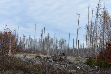 Harz-Wald-Wanderung-Natur-Herbst-Winter-Waldwege-Berge-Bad Harzburg