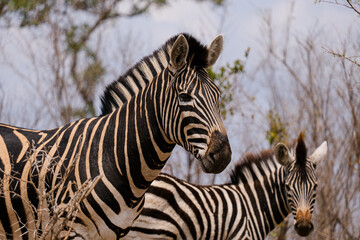 Fototapeta premium Burchell's or Plains Zebra in Africa , safari trip