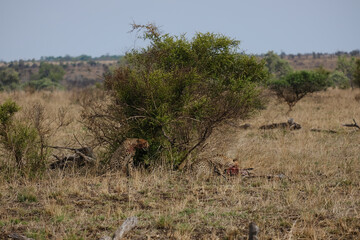 Cheeta's a moment after hunting down a Wild Boar eating and keeping their pray from being stolen by threatening birds
