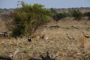 Cheeta's a moment after hunting down a Wild Boar eating and keeping their pray from being stolen by threatening birds