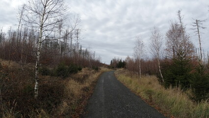 Harz-Wald-Wanderung-Natur-Herbst-Winter-Waldwege-Berge-Bad Harzburg