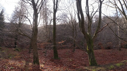 Harz-Wald-Wanderung-Natur-Herbst-Winter-Waldwege-Berge-Bad Harzburg