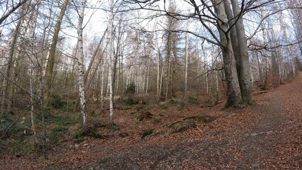 Harz-Wald-Wanderung-Natur-Herbst-Winter-Waldwege-Berge-Bad Harzburg