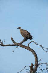 Vulture, White-backed, Gyps africanus, perched on a branch with its wings slightly open. Kruger National Park