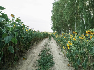 Fototapeta na wymiar Sunflower field with a road in the center. Nature. Sunflower is yellow.