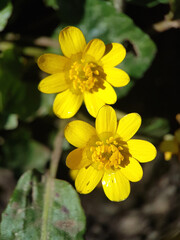 macro yellow flower spring nature 