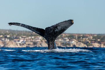 Humpback whales around the waters of Mexico
