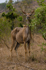 Female Greater Kudu chewing on some leaves in africa, safari trip