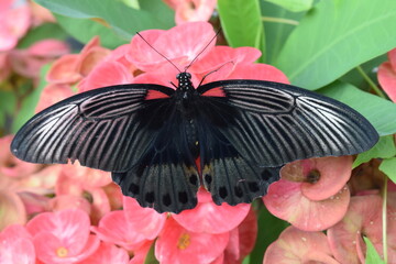 Black butterfly sucking red flower juice