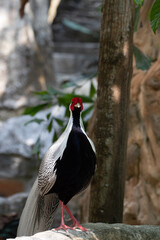 Close up Beautiful Silver Pheasant bird , white, black and red face