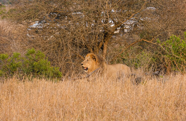 Beautiful family of lions in the bush of the Kruger National Park during the sunset time in africa