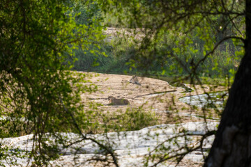 Beautiful family of lions in the bush of the Kruger National Park during the sunset time in africa