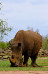 Naklejka premium A white rhino rhinoceros grazing in an open field in South Africa