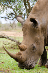 Obraz premium A white rhino rhinoceros grazing in an open field in South Africa