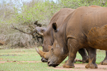 Fototapeta premium A white rhino rhinoceros grazing in an open field in South Africa