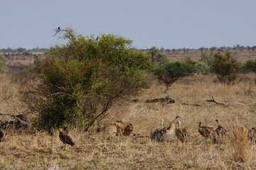 Cheeta's a moment after hunting down a Wild Boar eating and keeping their pray from being stolen by threatening birds