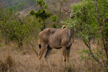 Female Greater Kudu chewing on some leaves in africa, safari trip