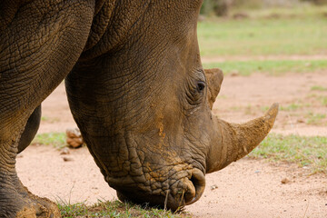 A white rhino rhinoceros grazing in an open field in South Africa