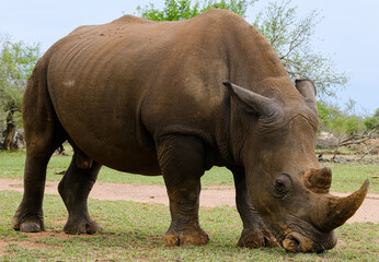 Fototapeta premium A white rhino rhinoceros grazing in an open field in South Africa