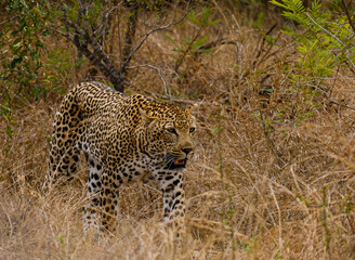 Leopard walking in africa , safari trip