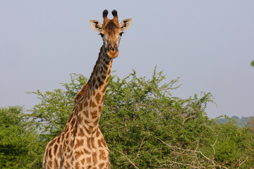 Giraffe herd, family standing together on safari on a hot summers day