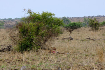 Cheeta's a moment after hunting down a Wild Boar eating and keeping their pray from being stolen by threatening birds
