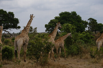 Giraffe herd, family standing together on safari on a hot summers day