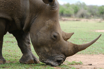 Fototapeta premium A white rhino rhinoceros grazing in an open field in South Africa