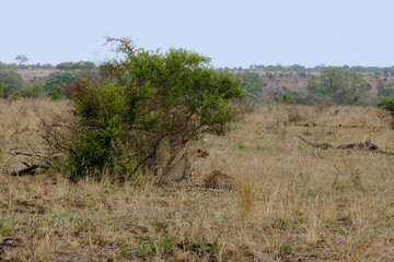 Cheeta's a moment after hunting down a Wild Boar eating and keeping their pray from being stolen by threatening birds