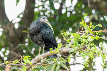 A Green Ibis also known as Coró-Coró or Southern Ibis is a large bird typical of South America. Species Mesembrinibis cayennensis. Birdwatching.