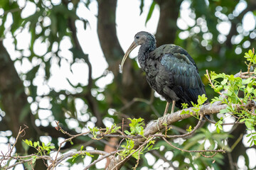 A Green Ibis also known as Coró-Coró or Southern Ibis is a large bird typical of South America. Species Mesembrinibis cayennensis. Birdwatching.