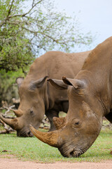 Fototapeta premium A white rhino rhinoceros grazing in an open field in South Africa