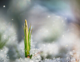 First snow in the forest © Mariusz