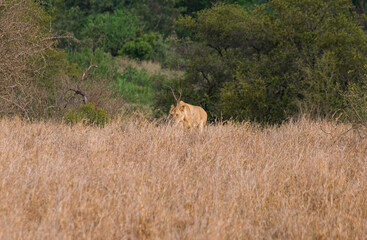 Beautiful family of lions in the bush of the Kruger National Park during the sunset time in africa