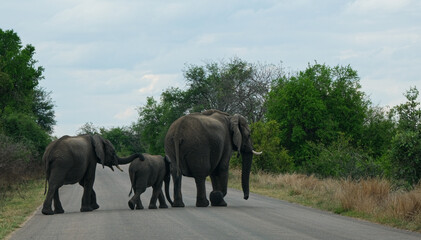 Naklejka na ściany i meble Herd of Elephants in Africa walking through the grass , safari trip