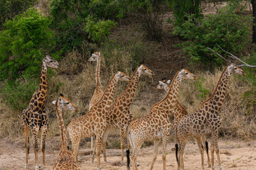 Giraffe herd, family standing together on safari on a hot summers day