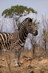 Burchell's or Plains Zebra in Africa , safari trip