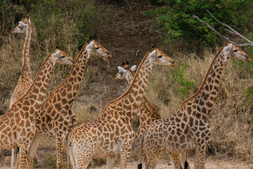 Giraffe herd, family standing together on safari on a hot summers day