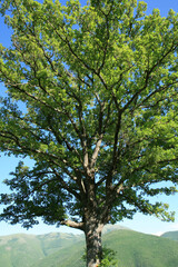 Quercia maestosa
