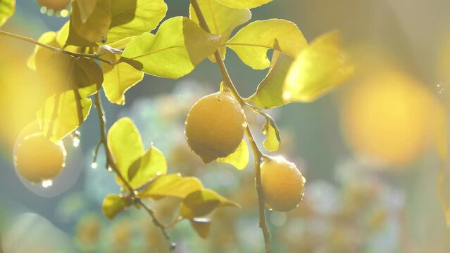Fresh ripe lemons growing on lemon tree in sunshine orchard garden. Shallow DOF.