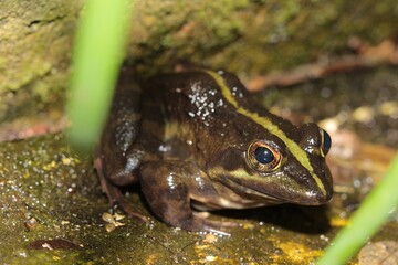 Brown Cape River Frog in a stream