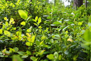 Obraz na płótnie Canvas Blueberry, or Blueberry myrtle Vaccinium myrtillus, a low-growing shrub, a species of the genus Vaccinium of the family Heatheraceae. Forest wild blue purple berries and green leaves. Picking berries.