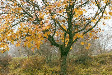 Ahorn Blätter gelb Nebel Regen