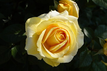 a gorgeous large yellow rose against the dark green  leaves	