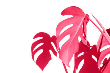 Monstera plant Background from leaves close-up in color Viva magenta floral background. Color of the year 2023 Monstera deliciosa leaves or Swiss cheese plant in pot tropical leaf background.