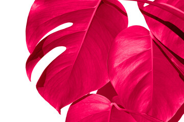 Monstera plant Background from leaves close-up in color Viva magenta floral background. Color of the year 2023 Monstera deliciosa leaves or Swiss cheese plant in pot tropical leaf background.